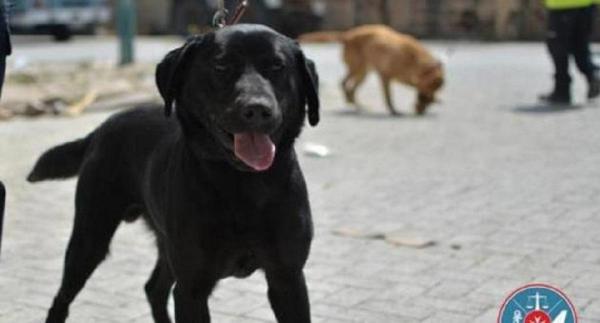 Românul intenţiona să treacă banii din Malta în Sicilia