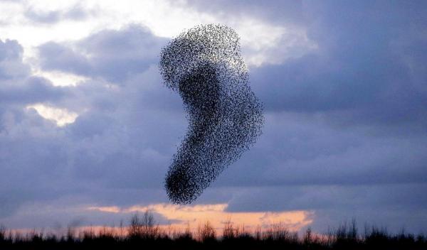 Un fotograf din Anglia a surprins întreaga scenă