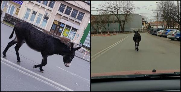 Măgar surprins pe străzile din Ploiești
