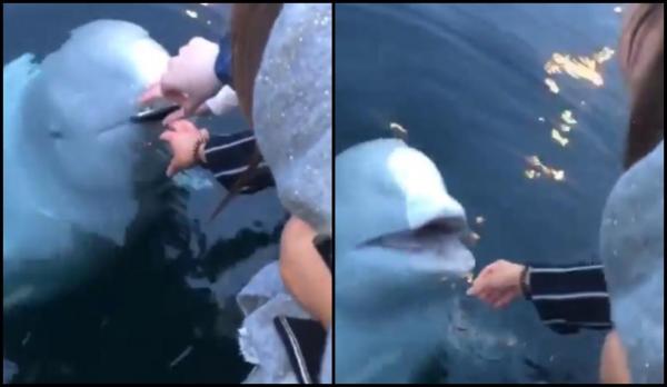 iPhone scăpat în mare, recuperat de un delfin alb