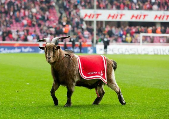 Hennes, mascotă FC Koln