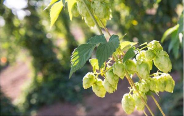 Aproape 200 de muncitori români, așteptați încă de sâmbătă în Slovenia