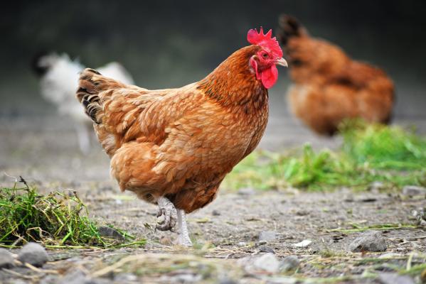 Un vasluian s-a ales cu arsuri pe 25% din trup, după ce a încercat să pârlească o găină cu un spray