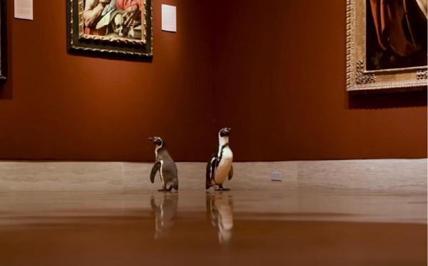 Imaginile cu pinguinii la muzeu au făcut înconjurul internetului