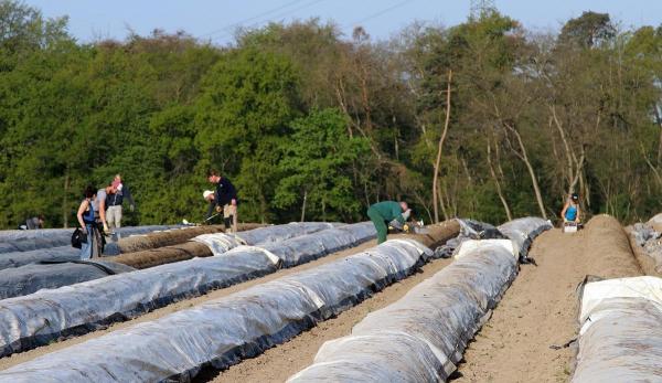 Români la sparanghel