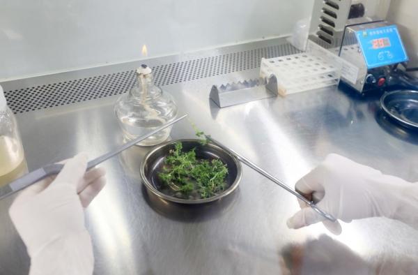 Planta medicinala Artemisia annua, folosită în țările africane la tratarea COVID-19