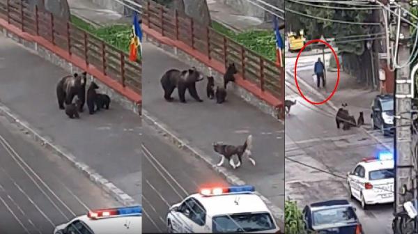 O ursoaică cu trei pui cauta mancare pe străzile din Buşteni