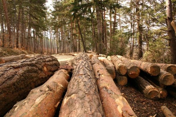 DNA-ul Pădurilor, votat în Parlament. DIIM va ancheta tăierile ilegale de lemn