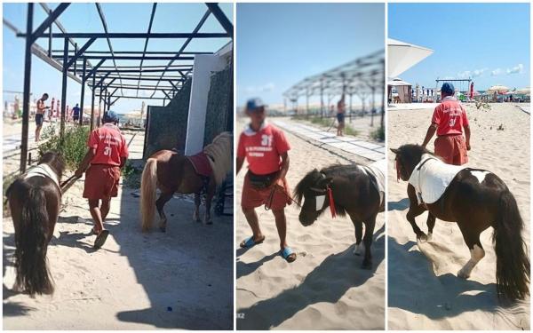 Doi ponei plimbați pe caniculă pe plaja din Mamaia, pentru distracția turiștilor, au fost confiscați