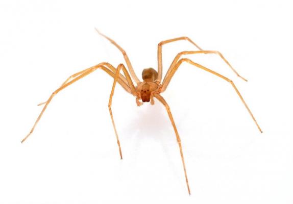 Femeia a intrat în comă şi a murit