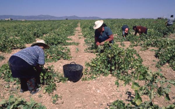 16 români depistați cu Covid-19, la o fermă din Spania