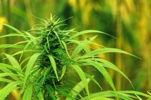 Doi gălățeni plantaseră canabis în pădure