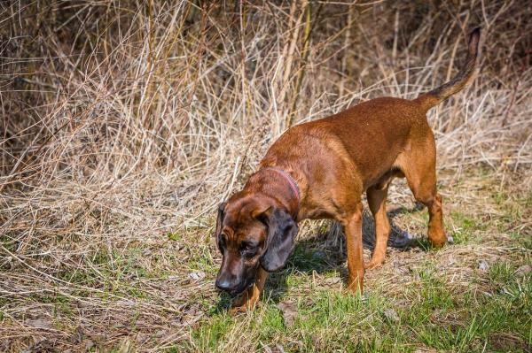 Patrupedul i-a atras atenţia unui motociclist care a mers să inspecteze zona indicată de către animal