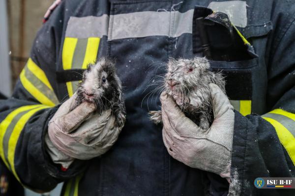 Intervenind pentru stingerea unui incendiu, pompierii bucureșteni au salvat și doi iepurași