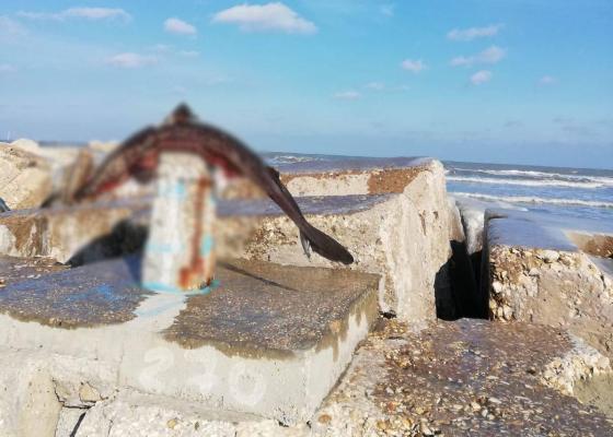 Imagini înfiorătoare surprinse în Mamaia. Cadavrul unui rechin a apărut pe digul de la intrare în staţiune