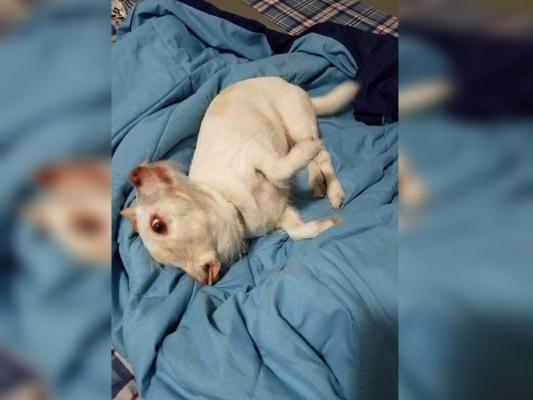 Iluzie optică. Ce animal apare în imagine