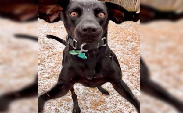 Reactia amuzantă a unui caine la ninsoare