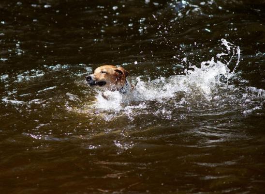 Totul s-a petrecut în Australia