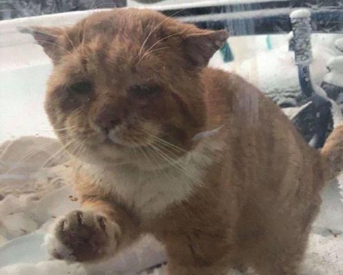 Pisică aproape degerată, cu răni pe corp, fotografiată în timp ce dă cu lăbuțele într-un geam pentru a cere ajutor