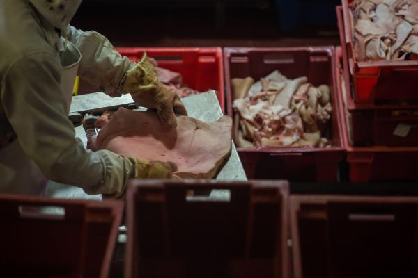 Experienţa traumatizantă a unui român într-o fermă de carne din Olanda. ”Totul a fost diferit de ceea ce mi-au spus ei prin telefon”