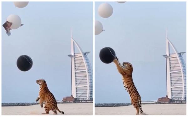 Furie după o petrecere de dezvăluire de gen, la Dubai