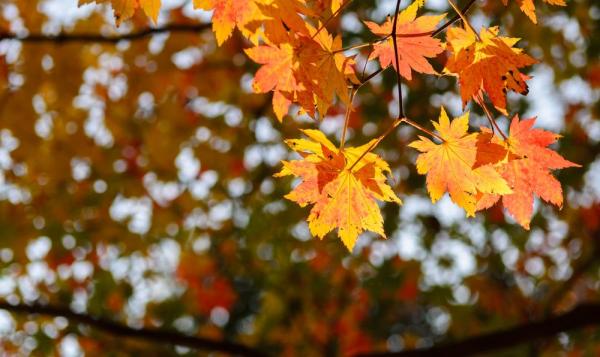 Vremea 28 octombrie. Temperaturile cresc uşor, iar cerul va fi mai mult senin. Noaptea rămâne în continuare friguroasă, cu minime şi de -10