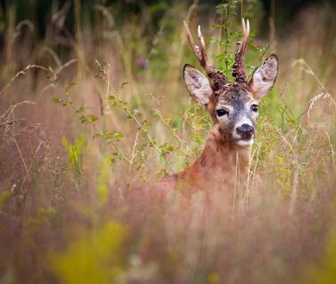 Scandal la Grădina Zoo din Hunedoara, după ce un vizitator ar fi rupt cornul unui căprior
