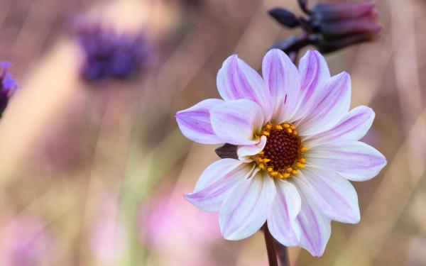 (P) Dalia – semnificații și legende