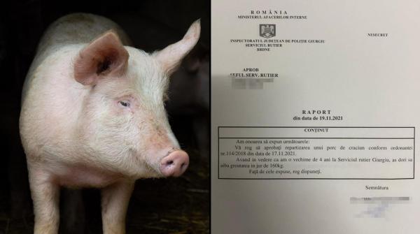 raport pentru repartizarea unui porc