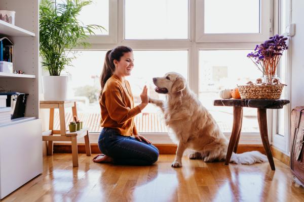 Cum să-ți amenajezi locuința când ai un animal de companie