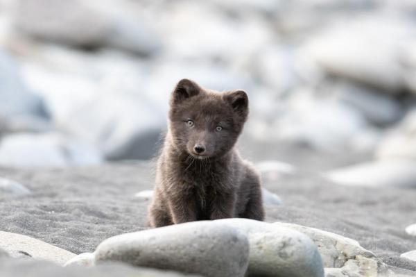 O femeie din Peru a cumpărat un pui de vulpe crezând că e câine: "Am crezut că e de rasă". Vecinii cer acum despăgubiri pentru că le-a mâncat animalele