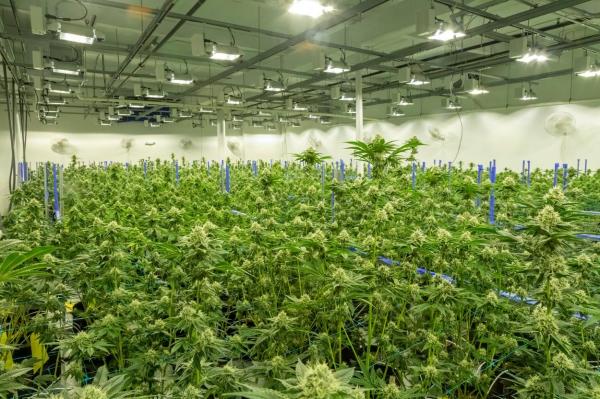 Mai multe state au în plan legalizarea canabisului