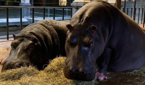 Hipopopotamii Imani și Hermien, infectaţi cu noul coronavirus