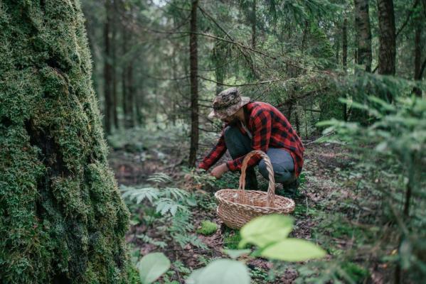 Culegătorii de ciuperci dau bătăi de cap autorităţilor franceze