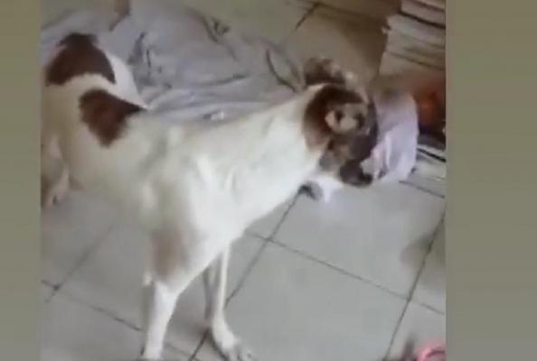 Un cățel și-a păzit prietenul patruped rănit, o noapte întreagă