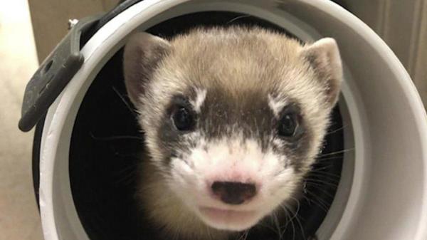 Prima imagine a dihorului clona, Elizabeth Ann