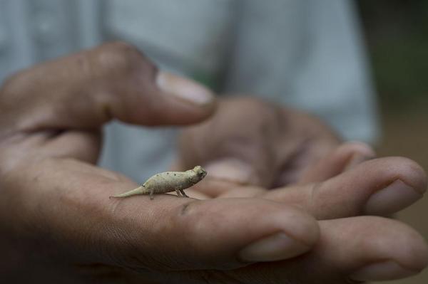Cel mai mic cameleon din lume