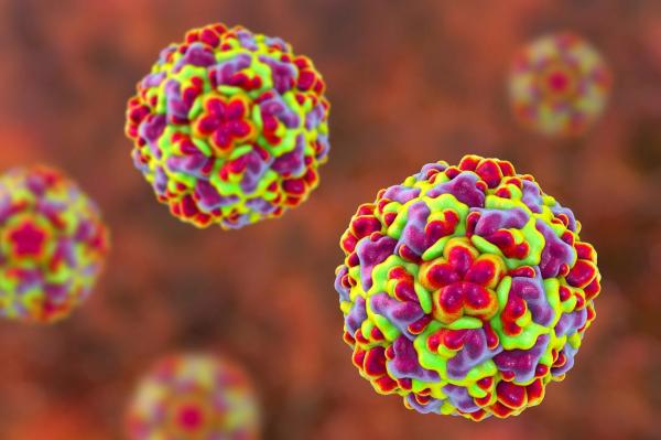 Rinovirus, ilustrație computerizată