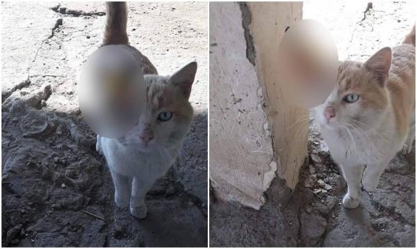 Pisicile unei bătrâne, străpunse de săgeţile din arbaleta unui constănţean. Poliţia îl caută