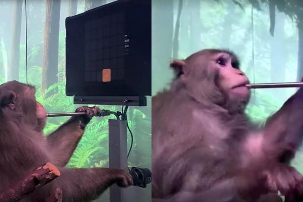 Neuralink, compania lui Elon Musk, arată o maimuță care joacă jocuri video cu mintea după ce i-au implantat cipuri în creier