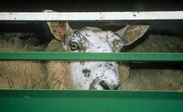 Ce măsuri trebuie să respecte comercianţii