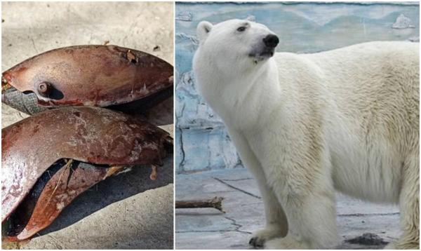 Un urs polar a murit într-o grădină zoologică din Rusia