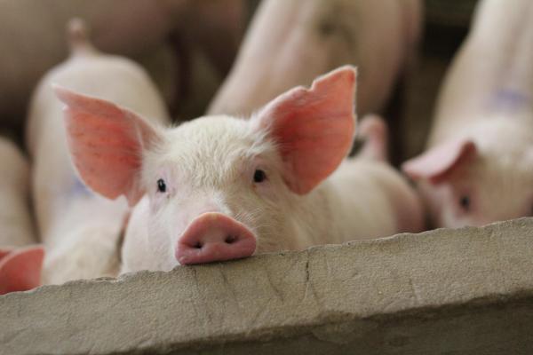 Răzbunarea porcului: Un bărbat din Suceava a murit, după ce s-a înecat cu o bucată de șoriciul animalului sacrificat