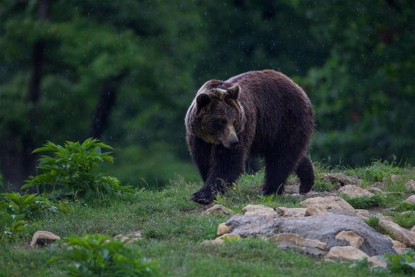 Ursul Arthur a fost împuşcat de un prinţ venit din Austria în România la vânătoare