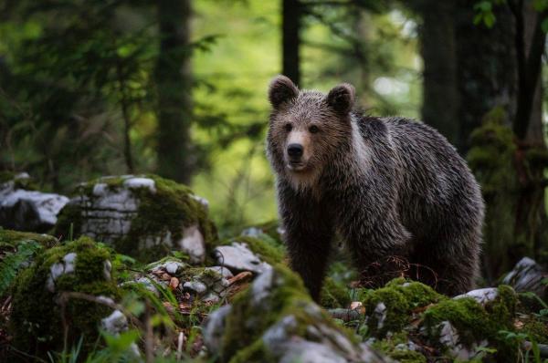 Ursul brun european (Ursus arctos) mergând prin padure