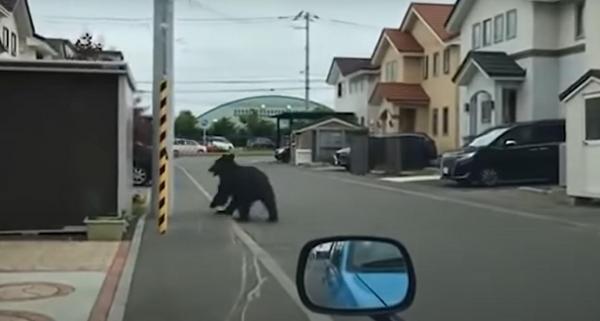 Un urs negru înfometat a semănat panică într-un oraș din Japonia