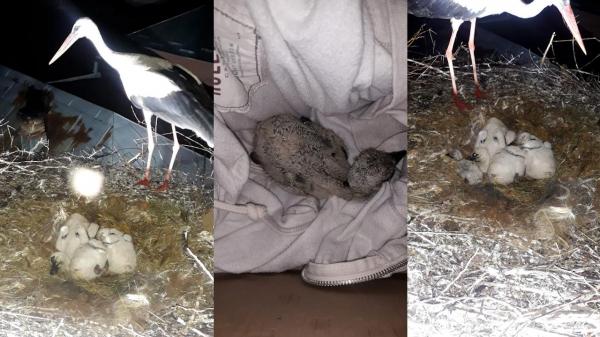 Pui de barză căzut din cuib, salvat de pompierii din Olt