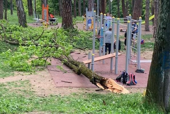 O creangă groasă a căzut în capul unui copil, într-un parc din Cluj. Martor: Ambulanța nu a venit nici după 45 de minute