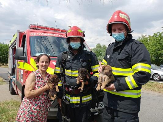 Trei căței, blocați sub un podeț lung de 10m, au fost salvați de Vali și Cristi, doi pompieri din Timiș