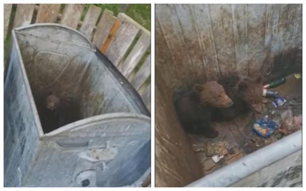 Doi pui de urs, rămaşi blocaţi într-un tomberon în Poiana Braşov